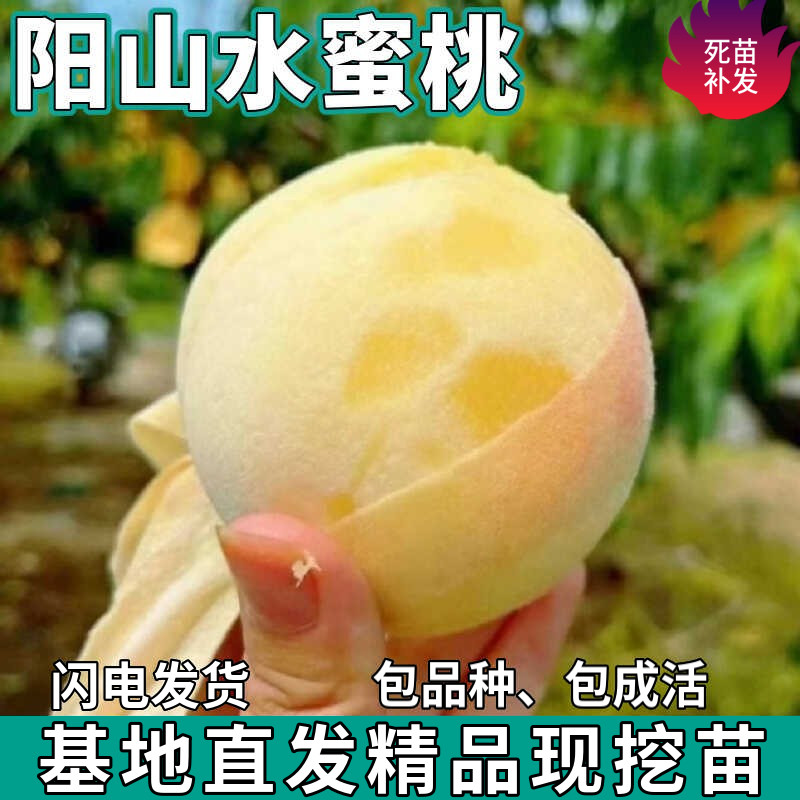 阳山水蜜桃果树苗湖景蜜露地栽阳台盆栽嫁接白凤桃子树苗当年结果