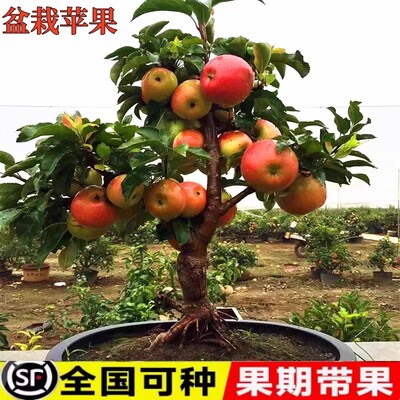 苹果树盆栽南方北方种植