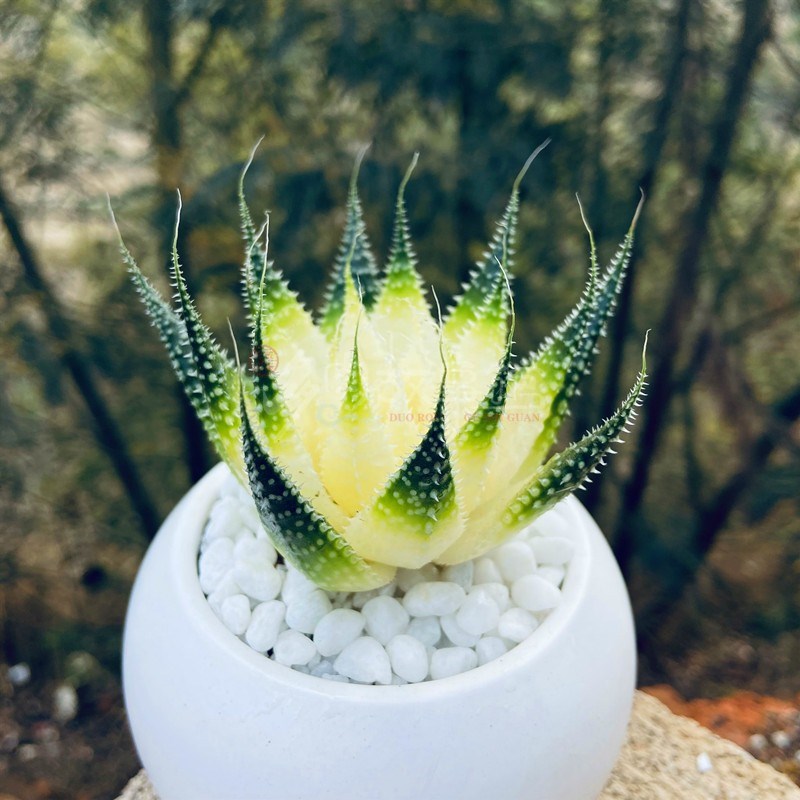 多肉植物波露锦 盆栽花卉绿植花苗多肉花盆多肉植物室内防辐射