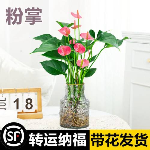 粉掌水培植物室内盆栽客厅桌面水养特级红掌四季好养花卉绿植盆景