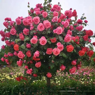 玫瑰花树苗盆栽棒棒糖树状月季花粉扇大花庭院浓香四季开花卉植物