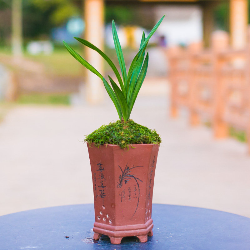 兰草东帝魔荷春剑荷瓣兰花名贵兰草荷瓣国兰兰花兰草苗建兰,鲜花速递/花卉仿真/绿植园艺,时令草本花卉,淘宝优惠券,粉丝福利购,淘宝优惠卷