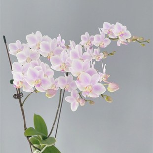 粉色残雪蝴蝶兰2.8寸杯带花剑耐热型夏花品种小花型花卉包对版
