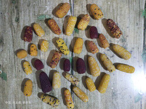 新品种新货文玩玉米把件盘完小玉米 原料玉米不加工 产地直发