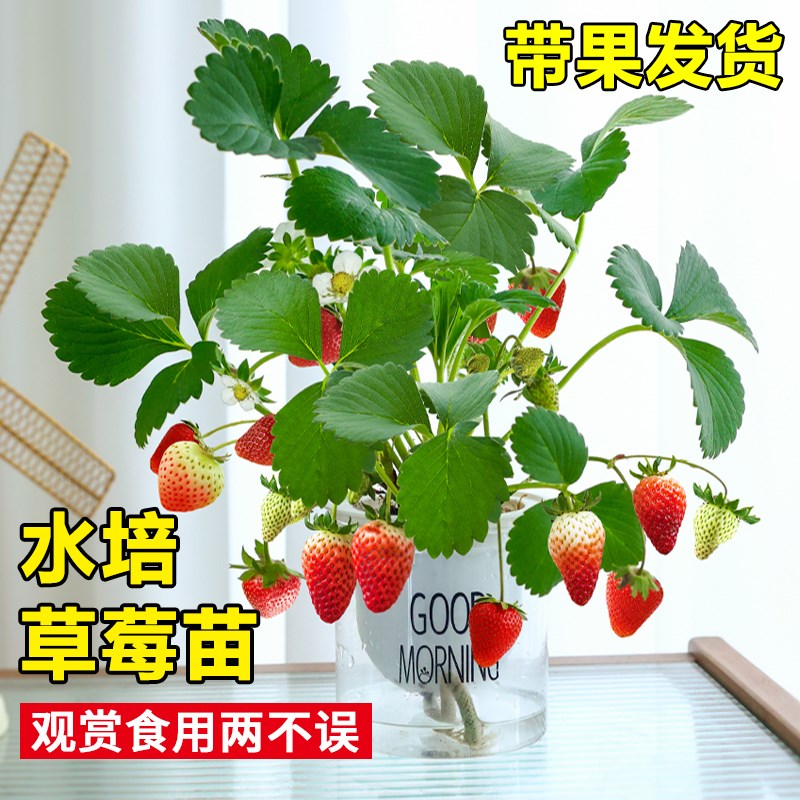 水培植物草莓苗带果可食用水果绿植室内盆栽客厅桌面四季好养花卉