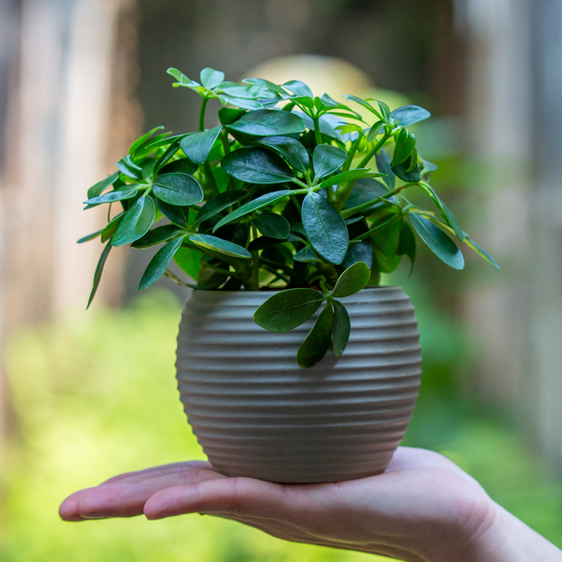 八方来财鸭脚木盆栽室内客厅办公室茶几桌好养植物绿植盆景七叶莲