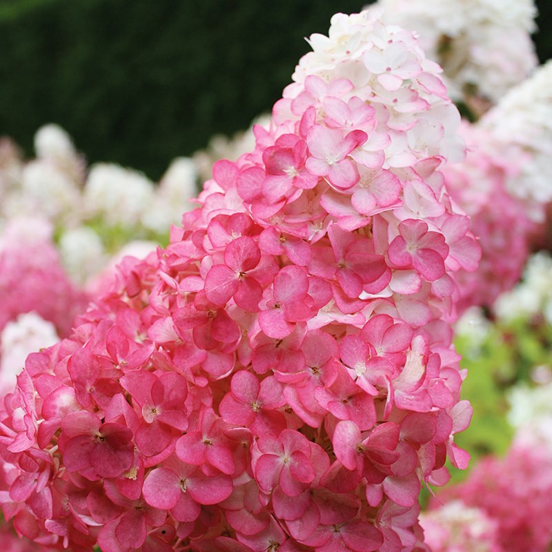 罗曼的花园圆锥绣球花苗盆栽石灰灯香草草莓白玉贝拉安娜夏日美人