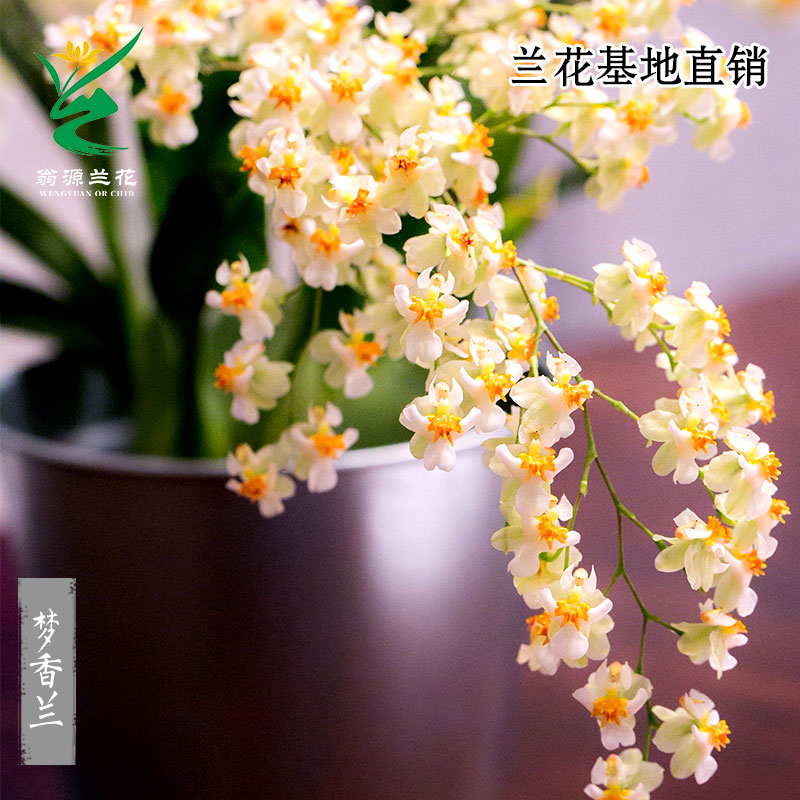 翁源兰花五色香水文心兰现带超多花苞梦香兰好养室内绿植花卉盆栽