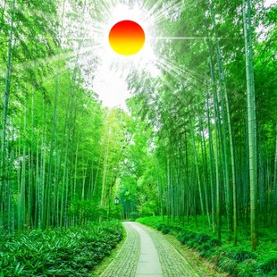 FJ027尺定制环保节节高升红日出竹林树林森林自然风景郊风光竹林