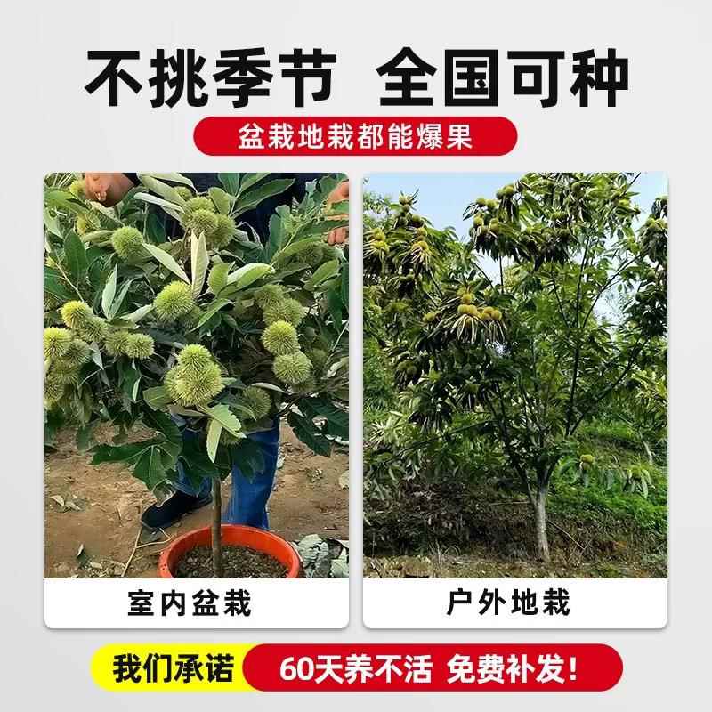 正宗嫁接板栗树地栽南北方