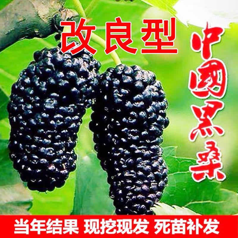 桑葚树苗大果南方种四季当