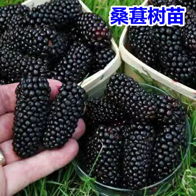 大叶当年果苗树地嫁接桑南