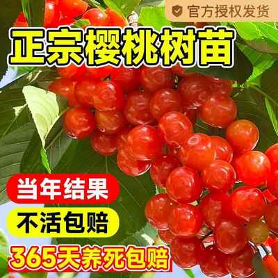 樱桃树大苗红妃中华小土苖