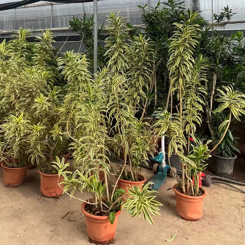 金边百合竹大盆栽客厅办公室外造型绿植庭院观赏盆景室内净化植物