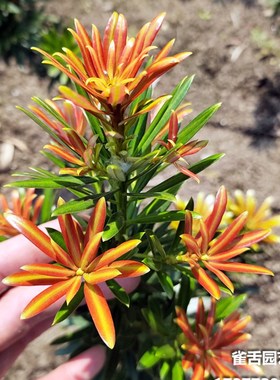 烈焰红罗汉松 红芽罗汉松叶片鲜红绿色油亮 树苗绿植盆景造型树桩