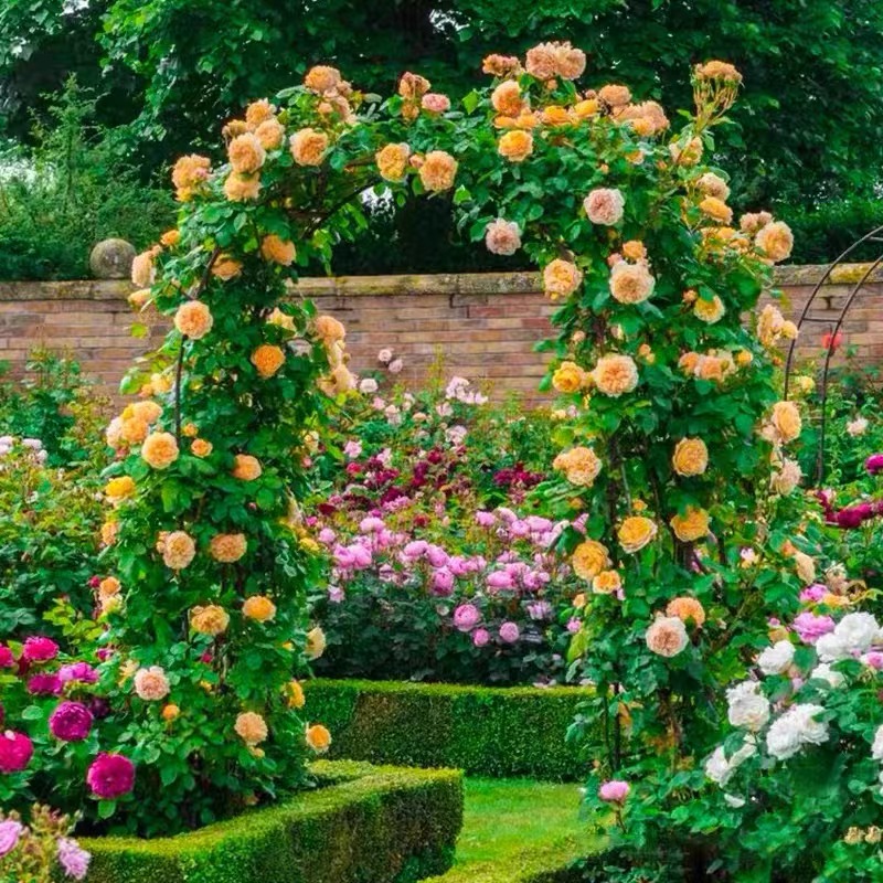 四季开花爬藤月季玫瑰大苗欧月龙沙宝石蔷薇大花庭院花卉盆栽阳台