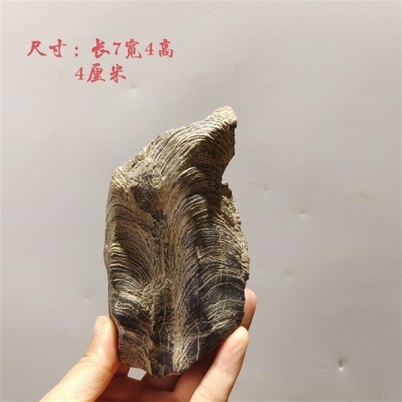 灵璧石 盆景石 鱼缸造景 龟纹石 根抱石 花盆造景 盆景石料