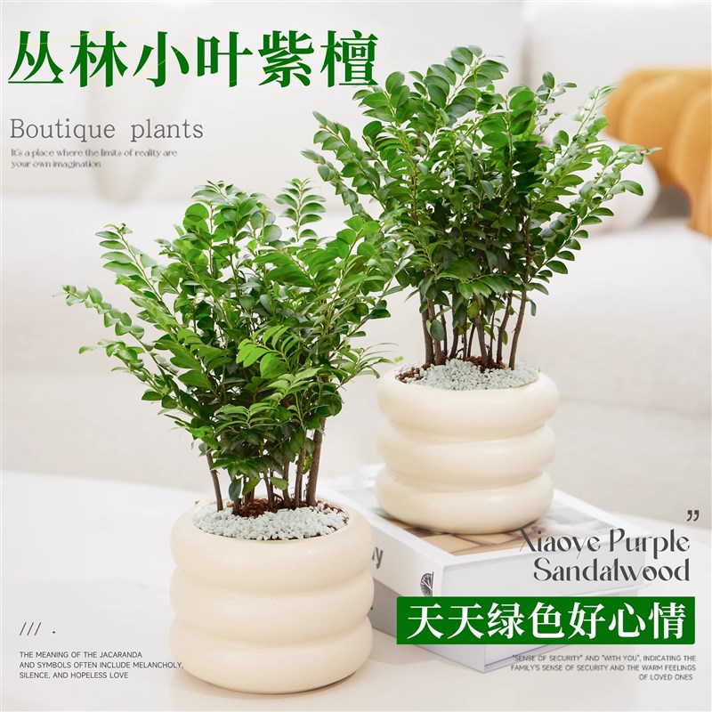 小叶紫檀盆景老桩绿植室内盆栽办公室桌面真正树苗好养活植物