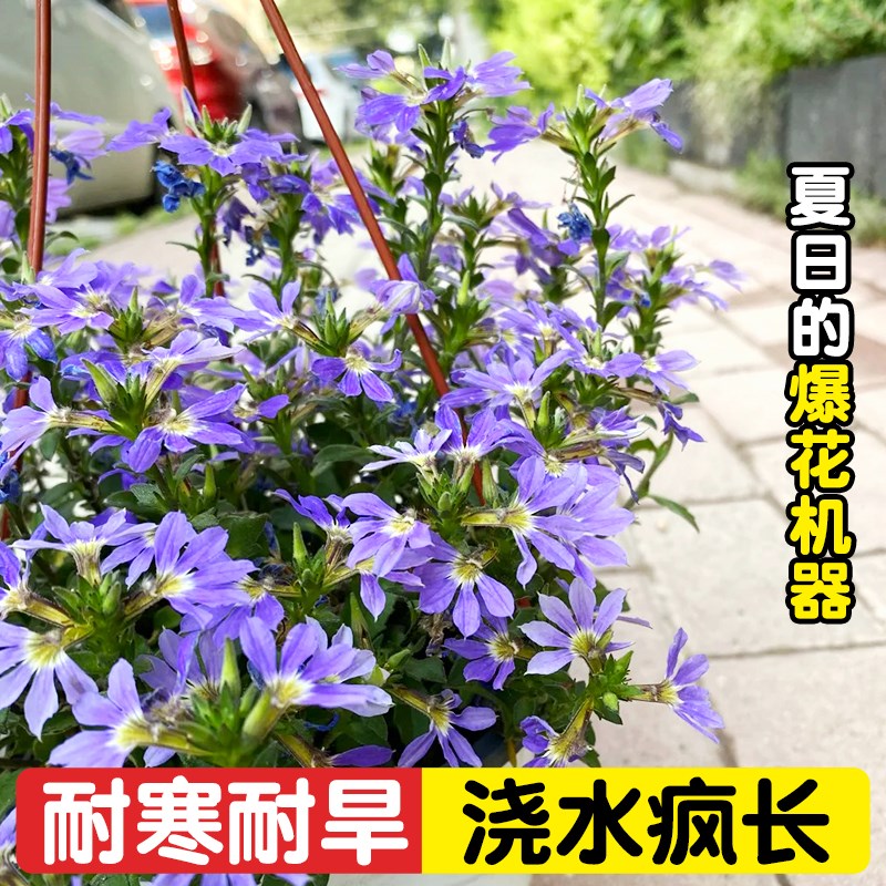 半扇花适合懒人养的花卉盆栽易活四季室内外室外耐寒耐热开花植物