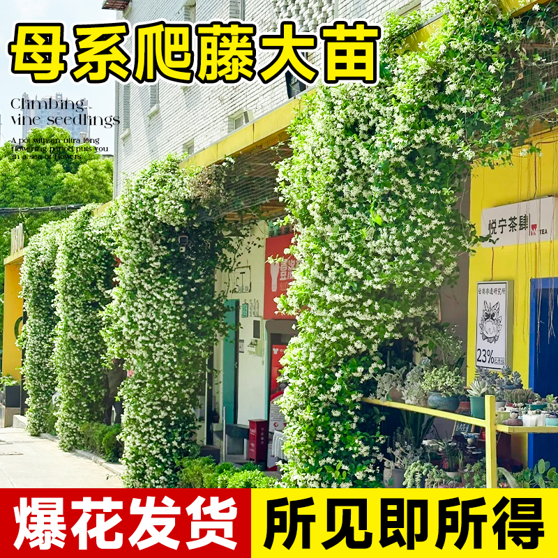 风车茉莉爬藤植物大苗盆栽庭院爬墙四季开花卉绿植黄粉色地栽老桩