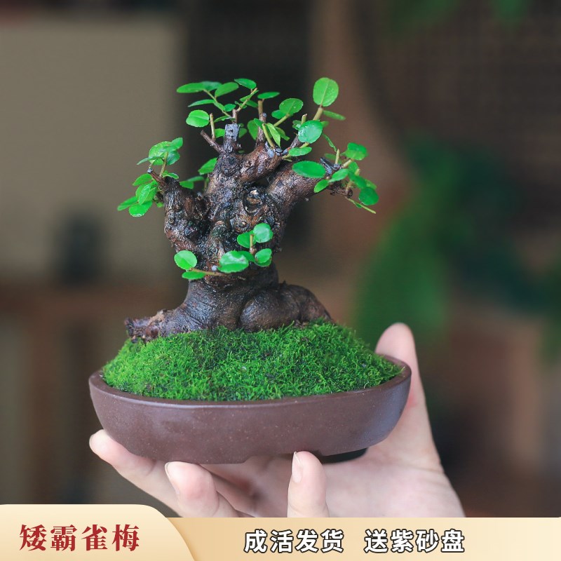 矮霸雀梅老桩盆景室内植物客厅旺宅绿植茶室书桌办公室迷你盆栽