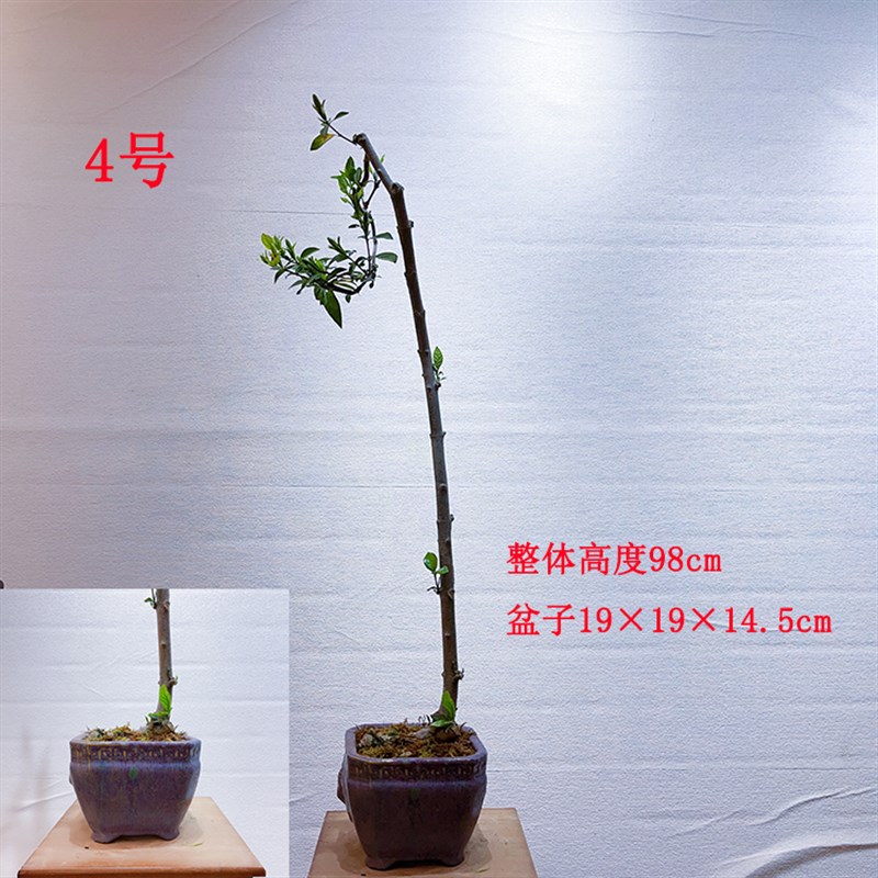 文人意境桩榄叶栀子花山采桩水横枝山黄栀子绿植盆栽盆景