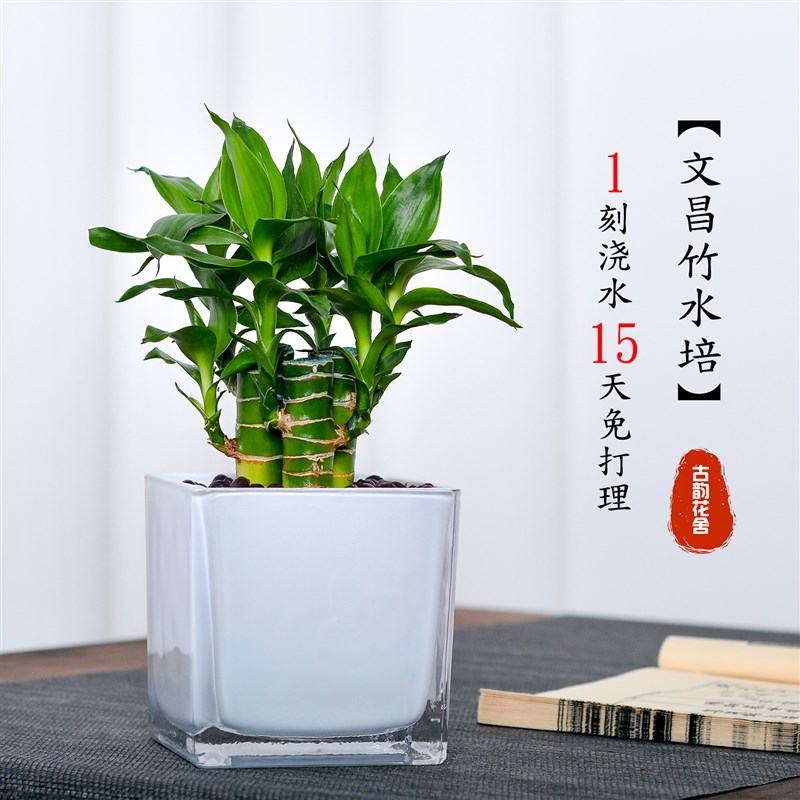 文昌竹支富贵竹带根水养粗杆水生盆景植物室内水培高考摆件转运