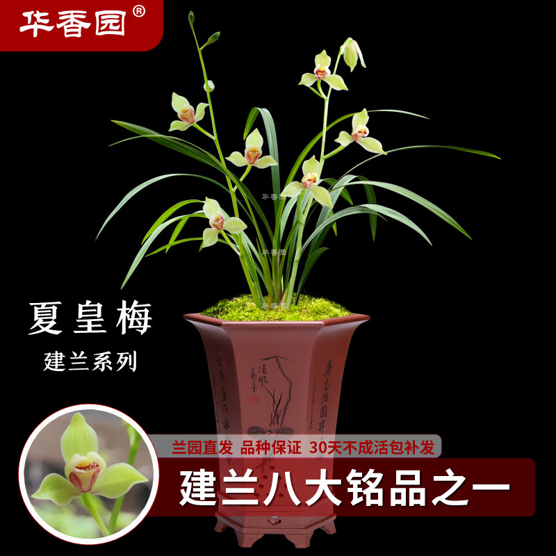 华香园兰花 夏皇梅 建兰八大名品之一 浓香型 不带花苞绿植花卉