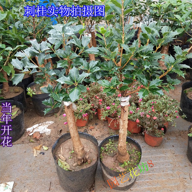 刺桂树苗 刺桂盆栽 刺桂苗 刺桂花苗 金边刺桂树苗 盆栽刺桂树苗