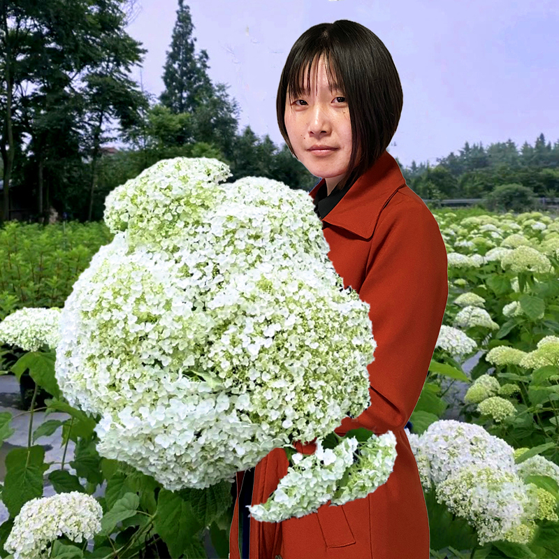 无敌贝拉安娜绣球花苗耐热耐寒圆锥木绣球白色大花盆栽庭院植物花