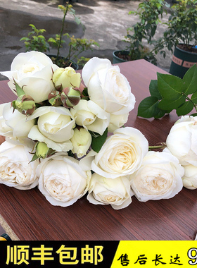 伊芙婚礼之路月季多季开浓香盆栽灌木阳台玫瑰白色大花庭院勤花苗