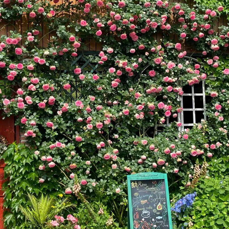 雅萱园艺蔷薇花苗藤本月季特大花爬藤植物四季开花卉盆栽玫瑰老桩,鲜花速递/花卉仿真/绿植园艺,月季/蔷薇/玫瑰,淘宝优惠券,粉丝福利购,淘宝优惠卷