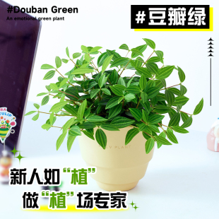 豆瓣绿盆栽白脉椒草钻石翡翠桌面绿植办公室内好养活小盆栽高级感