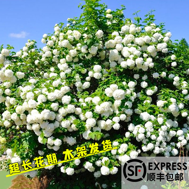 中华木绣球树苗大花斗球白麻球苗庭院别墅耐寒盆栽风景树绣球花苗