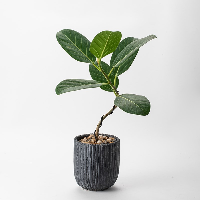 静艺花舍 高山榕造型盆栽办公室内桌面耐阴绿植净化空气花卉植物