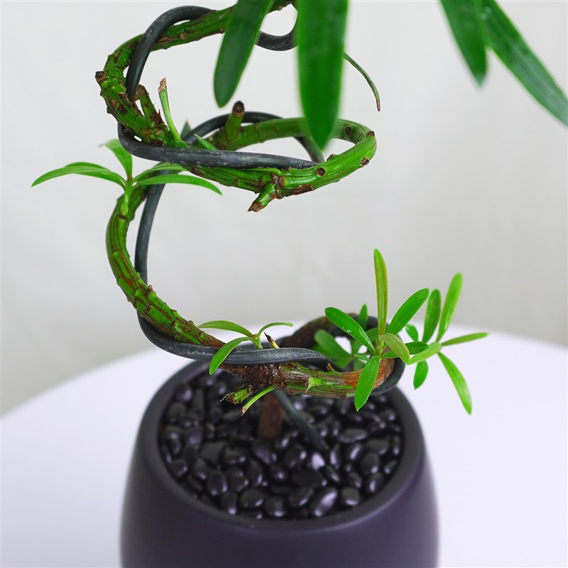 螺旋造型罗汉松盆栽室内桌面绿植四季好养耐寒耐旱植物