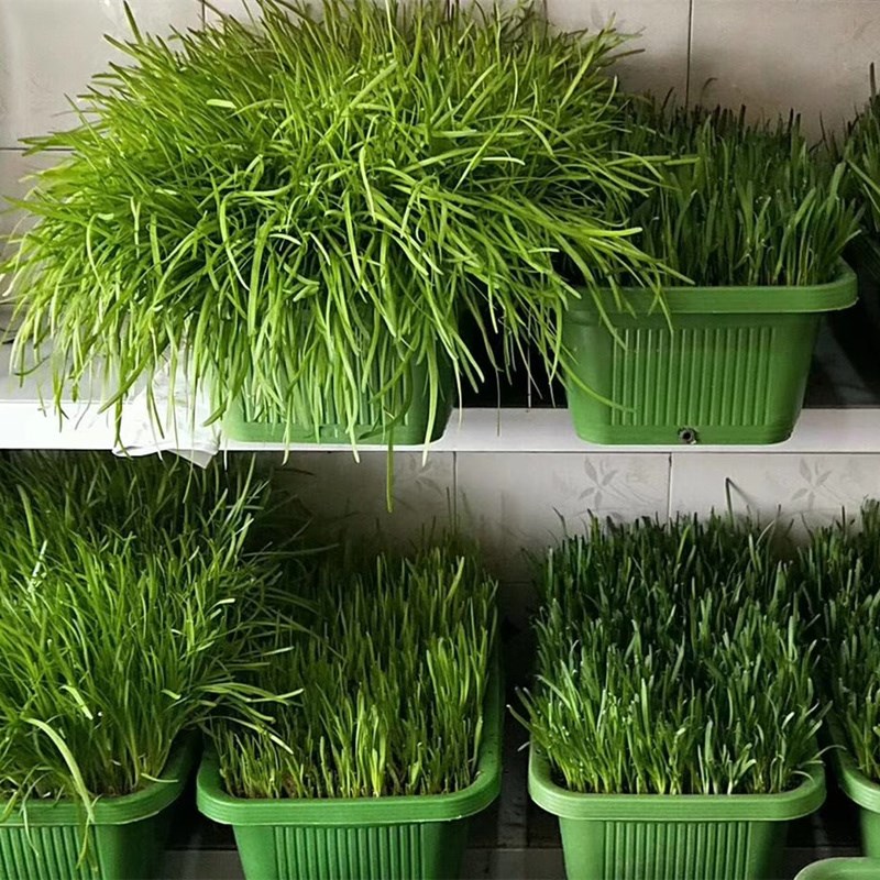 南宫特产黄韭盆景韭菜盆栽苗韭菜根阳台客厅庭院无公害有机蔬菜