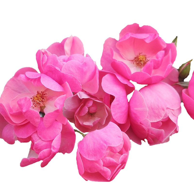 安吉拉藤本月季花大苗盆栽丰花多头阳台庭院爬藤蔷薇花苗四季开花