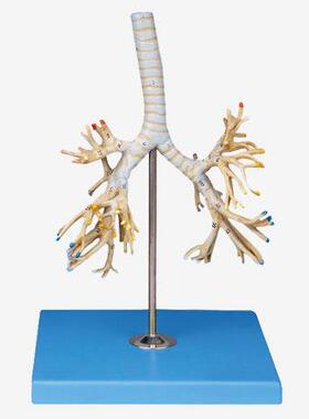 支气管树模型A13007