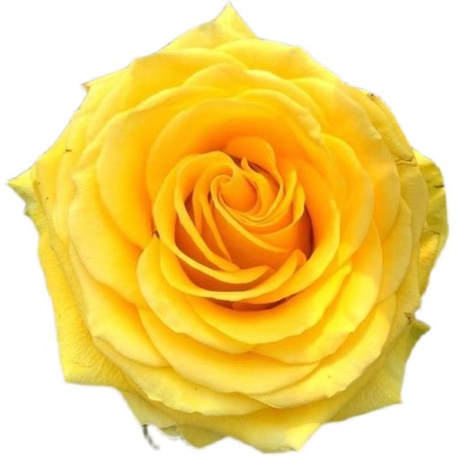 苏格兰黄油月季花苗玫瑰花特大切花盆栽四季灌木庭院阳台花卉植物