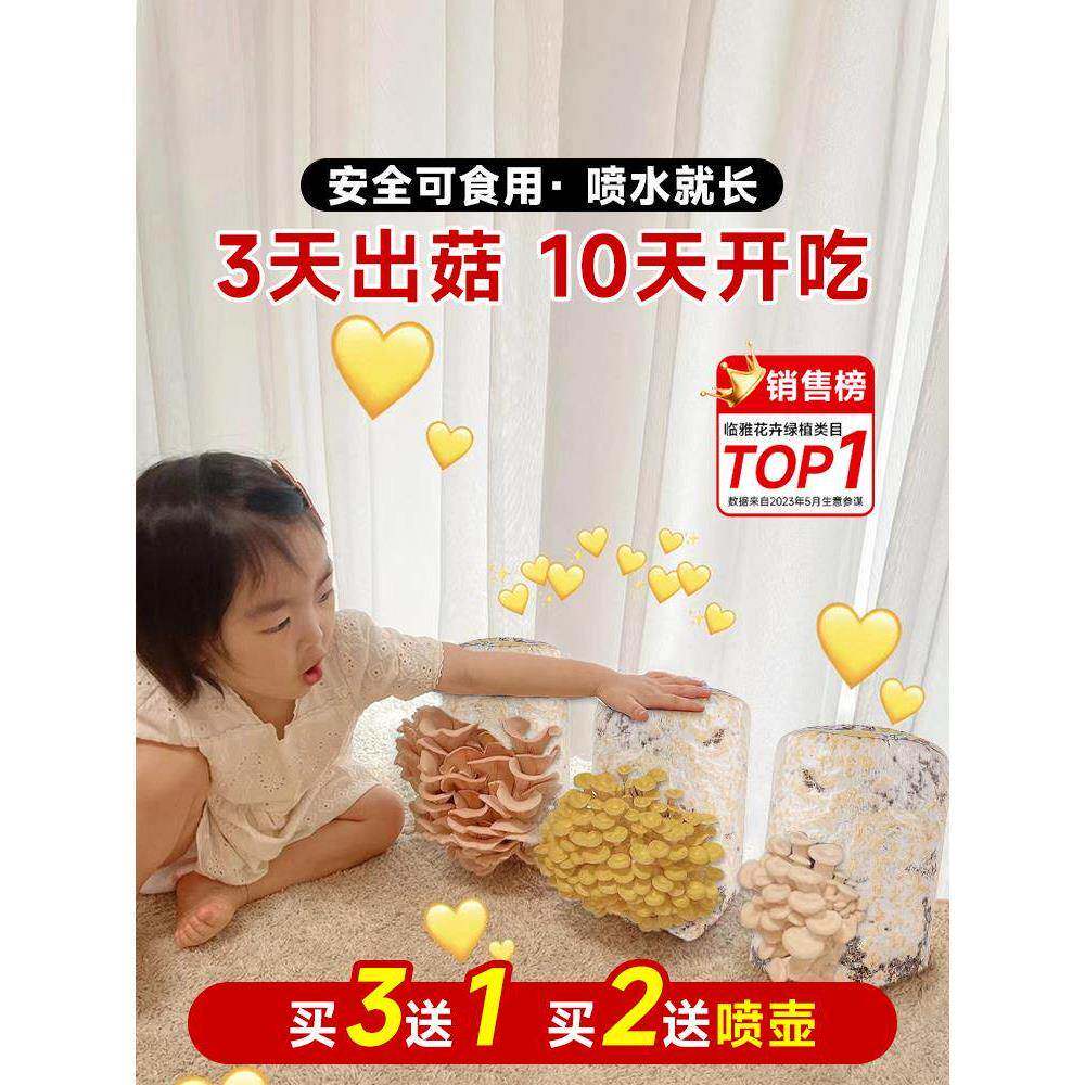 蘑菇种植包新鲜菌种菌菇黑平菇种植菌包食用菌菇棒家庭自种小盆栽