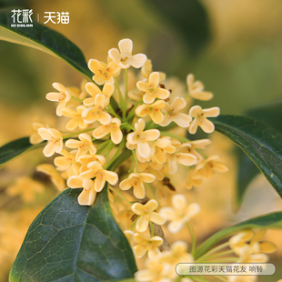 花彩四季桂花树盆栽阳台露台花园种植花卉植物树苗四季开花有香味