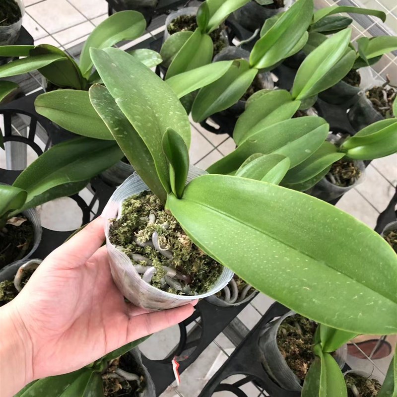 幻影米歇尔蝴蝶兰3.5杯苗带花剑室内花卉冬品种花型包对版