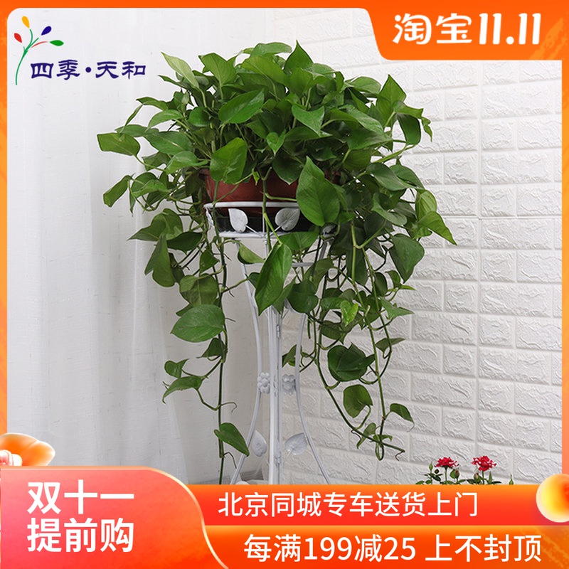 只售北京 特大绿萝盆栽+花架子 长垂吊植物室内净化空气绿植