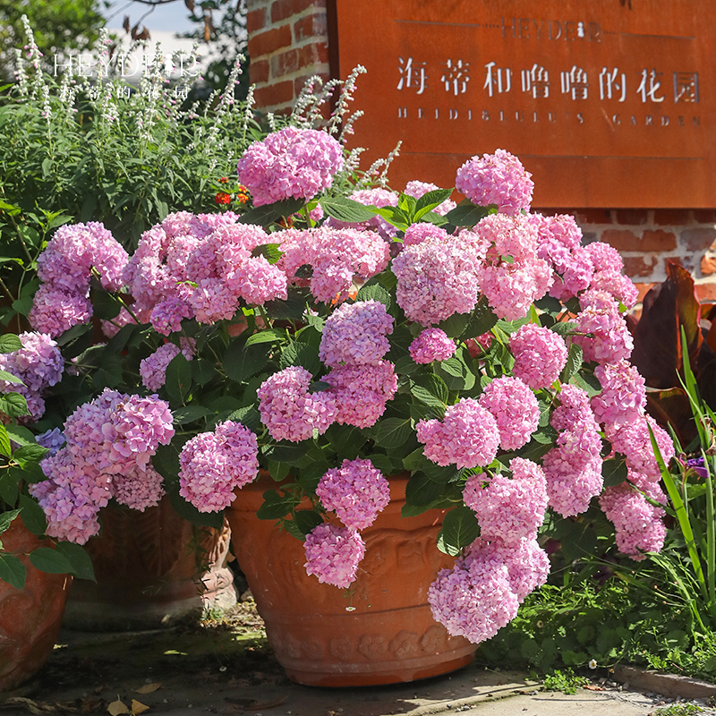 海蒂的花园 无尽夏绣球花苗新手好养阳台植物花卉盆栽新老枝开花