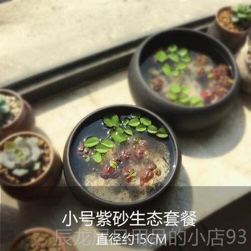 正品意紫砂陶瓷鱼缸桌面生态创物盆景微景观水培植盆景浮萍观赏造
