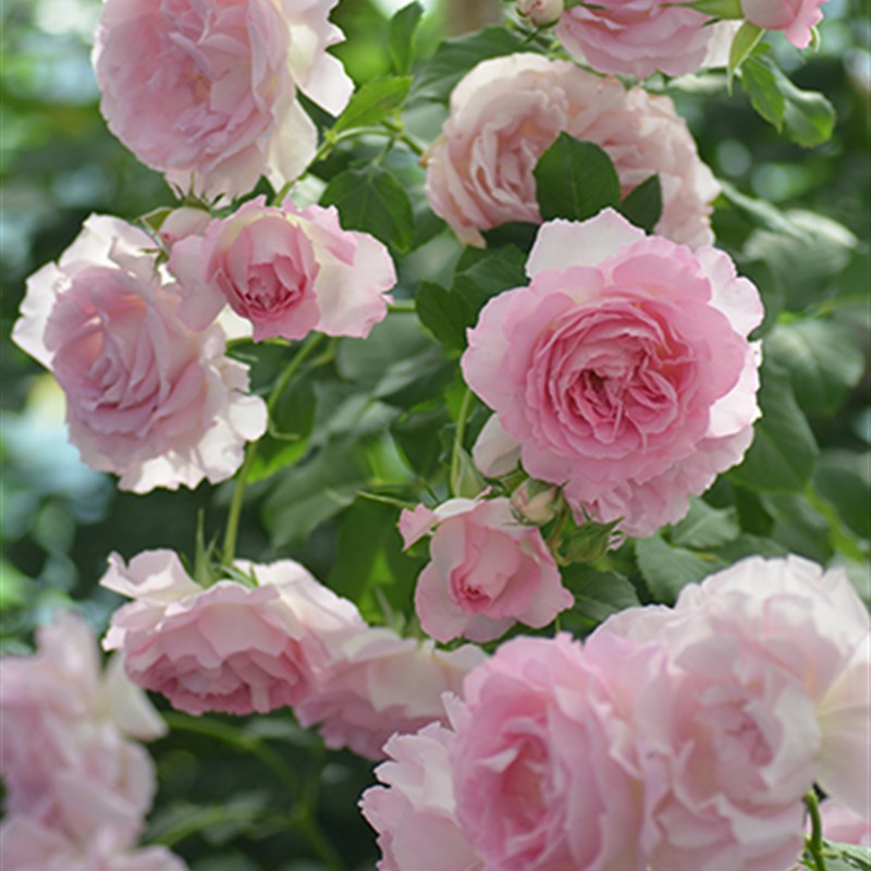 绿园美植  绊 河本灌木月季粉色浓香耐开耐热抗病庭院阳台盆栽