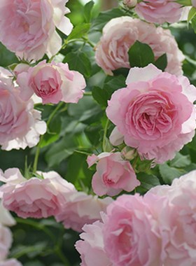 绿园美植  绊 河本灌木月季粉色浓香耐开耐热抗病庭院阳台盆栽