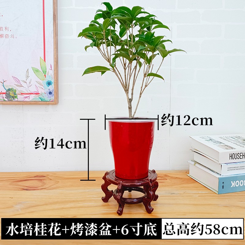 水培植物桂花小盆栽树苗四季绿植花卉盆景水生水养办公室内桌面