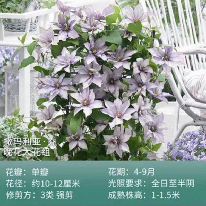 【撒玛利亚-乔】1.5加仑铁线莲阳台庭院地载盆栽爬藤花卉四季开花